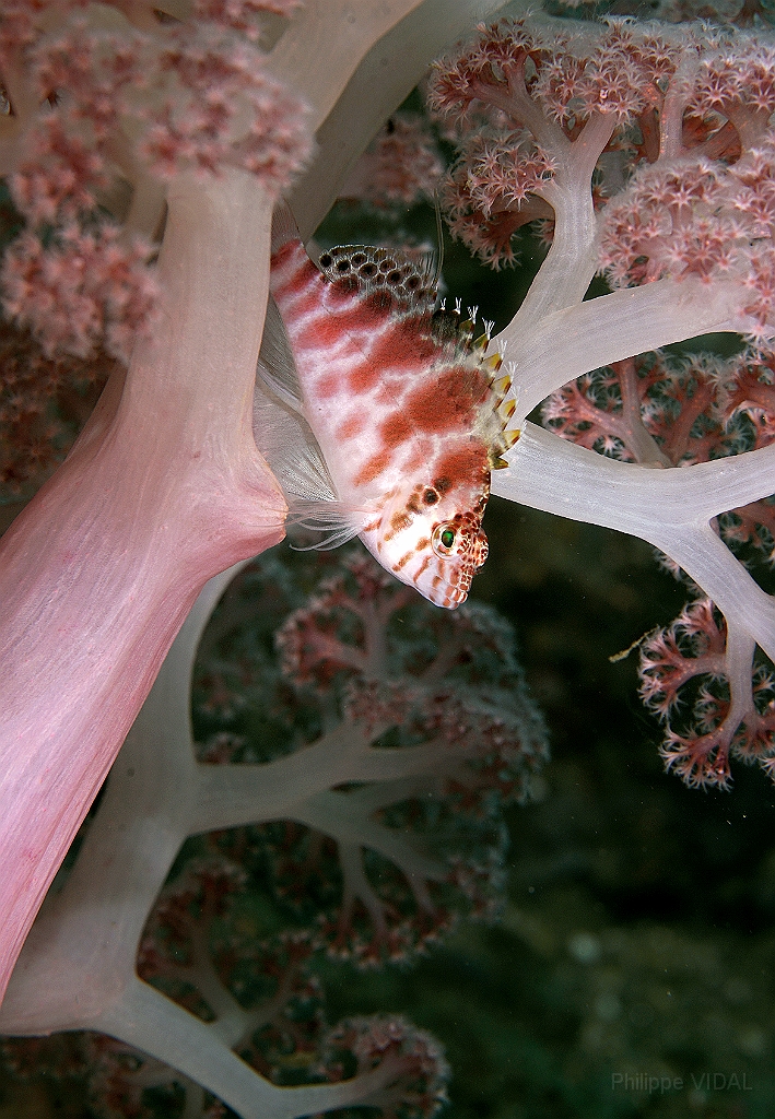 Banda Sea 2018 - DSC05517_rc - Threadfin Hawkfish - Epervier a joues epineuses - Cirrhitichthys aprinus.jpg